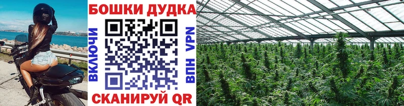 Купить закладки  Нерюнгри  Конопля тримм 